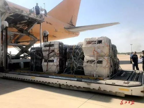 30位特殊 小衛(wèi)士 從德國乘飛機來武漢,每位都有獨立 包廂
