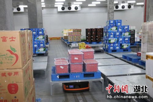 中新網(wǎng)湖北 實(shí)探湖北襄陽(yáng)一生鮮物流中心 機(jī)器人助力分揀